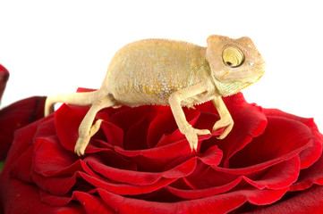 Chameleon on flower.