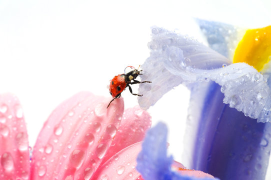 Ladybird on  flower
