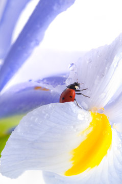 Ladybird on  flower