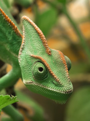 Yemen chameleon