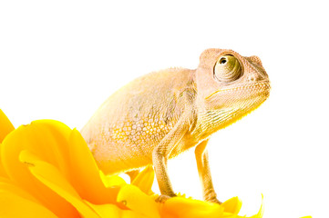 Chameleon on flower.