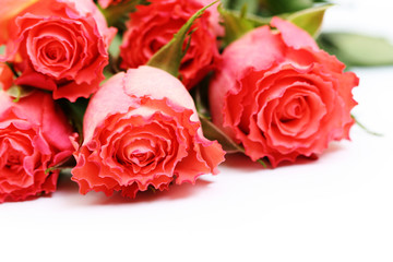 Obraz premium roses