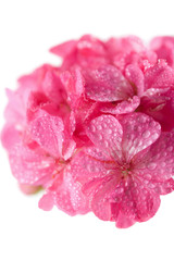 macro of pink geranium flowers with water droplets isolated