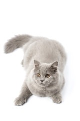 Obraz premium cute british kitten isolated