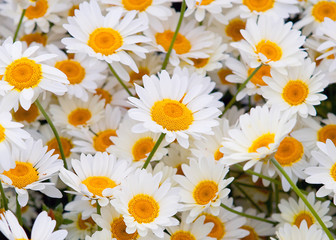 fr&uuml;hlingserwachen