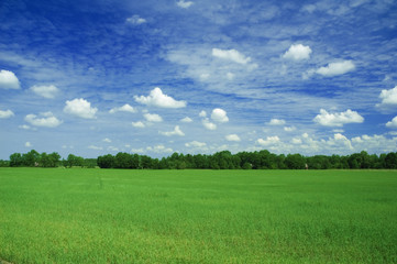 Green field and the blue sky
