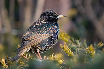oiseau