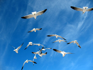 Seagulls