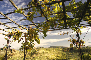 arbor in the italian country