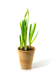 Plant
