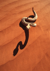 A sidewinder rattlesnake in the red desert
