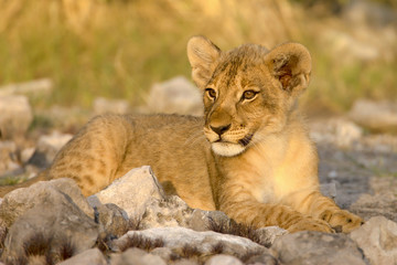 Lion cub