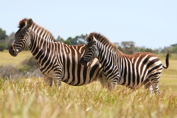 Fototapeta na wymiar Zebra Mother and Foal