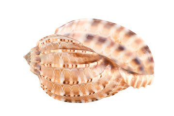 Sea shell