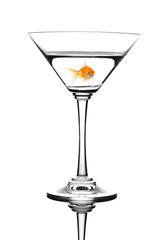 Golden fish swimming in martini cocktail