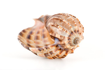 Sea shell