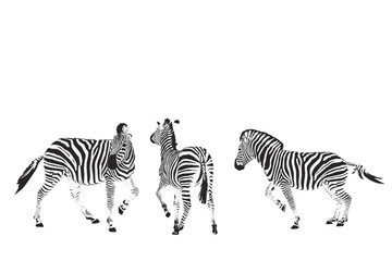 Obraz na płótnie Canvas three zebras vector