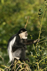 Black-and-white colobus monkey in a tree