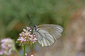 Aporia crataegi, Baumweißling
