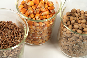 wheat, corn, soy seeds grain