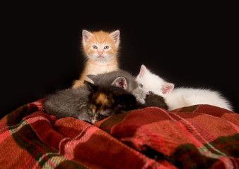 Kittens on a red blanket