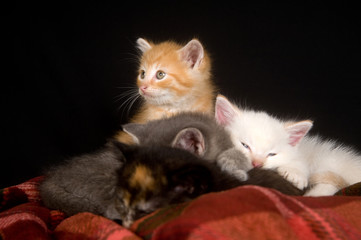 Kittens on a red blanket