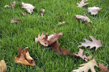 Herbst am Wiese