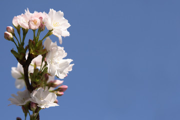 Fototapeta na wymiar Japanese Cherry blossoms