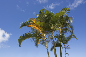 Fototapeta premium palmiers