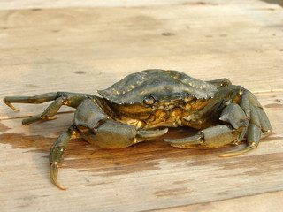 sad crab