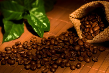 Frische Kaffeebohnen - 11833386