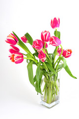 tulips in vase