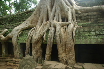 Le Temple Ta Prohm