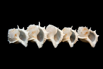 Group of isolated conch seashell over black.