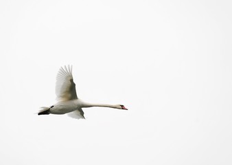 Obraz premium Schwan im Flug