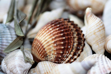 sea shells