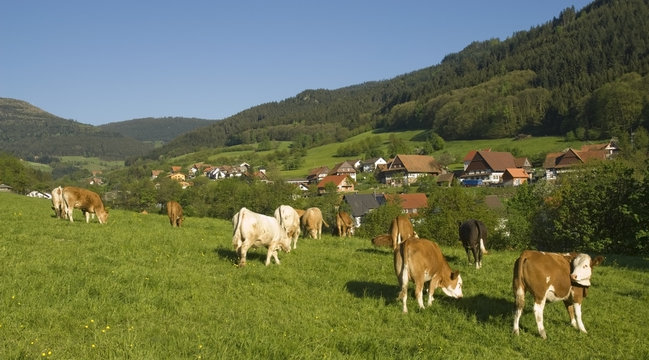 Rinderweide