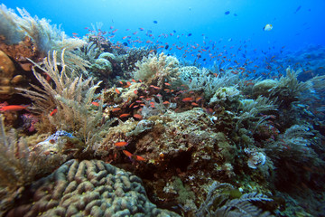 Naklejka na ściany i meble soft corals (dendronepthya)