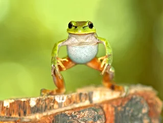 Deurstickers Kikker Frog