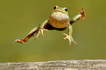 Printed kitchen splashbacks Frog Frog