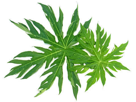 feuilles de papayer