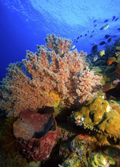 soft corals (dendronepthya)