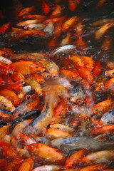 Obraz na płótnie Canvas feeding carps in china
