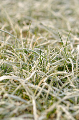 Frozen grass