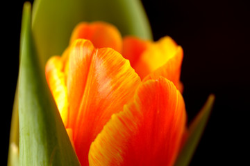 Naklejka premium Tulipan