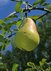 poire