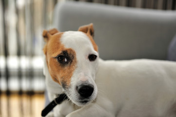 Jack Russel Terrier Relaxing On Bench