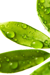 Water drops on fresh green leaves. Isolated on white background