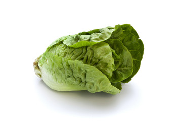 romaine lettuce isolated