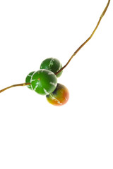 オキナワスズメウリ